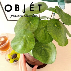 ylHϗtAzOBJET sAiyy~ICfXj Ebh yCg 픫 1 yRRt@Co[EMz  ϗtA sAyy~ICfX 56724-A Pilea peperomioides Objet Plants