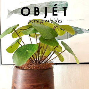 ylHϗtAzOBJET sAiyy~ICfXj Ebh yCg 픫 1 yRRt@Co[EMz  ϗtA sAyy~ICfX 56724-A Pilea peperomioides Objet Plants