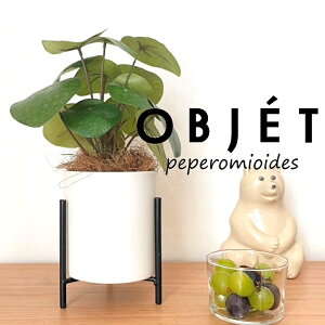 ylHϗtAzOBJET sAiyy~ICfXj ACAX^ht 픫 F STCY 1 yRRt@Co[EX^hz  ϗtA sAyy~ICfX 56724-A Pilea peperomioid