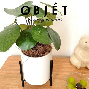 ylHϗtAzOBJET sAiyy~ICfXj ACAX^ht 픫 F STCY 1 yRRt@Co[EX^hz  ϗtA sAyy~ICfX 56724-A Pilea peperomioid