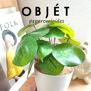 OBJET sAiyy~ICfXj 4 F vX`bN 1 yRRt@Co[z ylHϗtAz ϗtA sAyy~ICfX 56724-A Pilea peperomioides Objet Plants