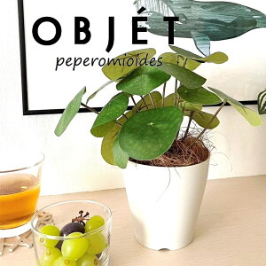 ylHϗtAzOBJET sAiyy~ICfXj 4 F vX`bN 1 yRRt@Co[z  ϗtA sAyy~ICfX 56724-A Pilea peperomioides Objet Plants