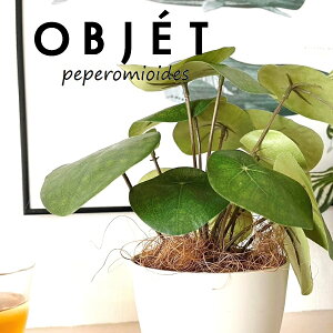 OBJET sAiyy~ICfXj 4 F vX`bN 1 yRRt@Co[z ylHϗtAz ϗtA sAyy~ICfX 56724-A Pilea peperomioides Objet Plants