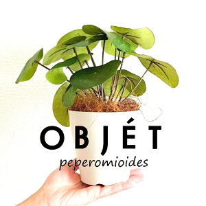 OBJET sAiyy~ICfXj 4 F vX`bN 1 yRRt@Co[z ylHϗtAz ϗtA sAyy~ICfX 56724-A Pilea peperomioides Objet Plants