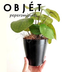 OBJET sAiyy~ICfXj 4 F vX`bN 1 yRRt@Co[z ylHϗtAz ϗtA sAyy~ICfX 56724-A Pilea peperomioides Objet Plants
