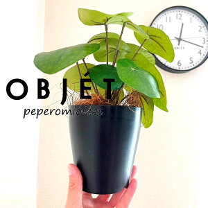 ylHϗtAzOBJET sAiyy~ICfXj 4 F vX`bN 1 yRRt@Co[z  ϗtA sAyy~ICfX 56724-A Pilea peperomioides Objet Plants