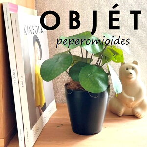 ylHϗtAzOBJET sAiyy~ICfXj 4 F vX`bN 1 yRRt@Co[z  ϗtA sAyy~ICfX 56724-A Pilea peperomioides Objet Plants