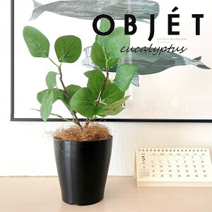 OBJET [JiۗtF||Xj 4 F vX`bN 1 yRRt@Co[zylHϗtAz ϗtA |AZX [J||X 91734-A Eucalyptus polyanthemos Objet Plants
