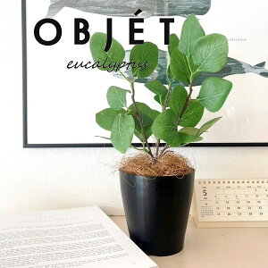 OBJET [JiۗtF||Xj 4 F vX`bN 1 yRRt@Co[zylHϗtAz ϗtA |AZX [J||X 91734-A Eucalyptus polyanthemos Objet Plants