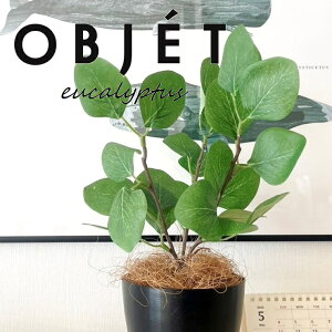 OBJET [JiۗtF||Xj 4 F vX`bN 1 yRRt@Co[zylHϗtAz ϗtA |AZX [J||X 91734-A Eucalyptus polyanthemos Objet Plants