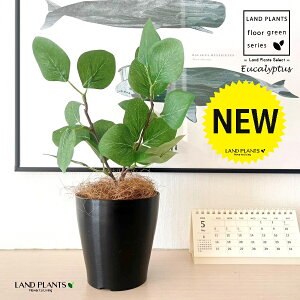 OBJET ユーカリ(丸葉:ポポラス) 4号 黒色 プラスチック鉢 1鉢 【ココファイバー】【人工観葉植物】造花 観葉植物 ポリアンセモス ユーカリポポラス 91734-A Eucalyptus polyanthemos Objet Plants
