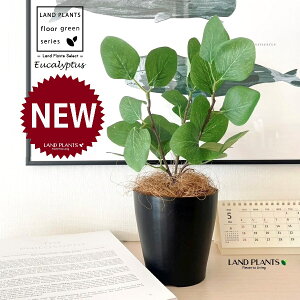 OBJET [JiۗtF||Xj 4 F vX`bN 1 yRRt@Co[zylHϗtAz ϗtA |AZX [J||X 91734-A Eucalyptus polyanthemos Objet Plants