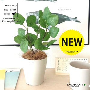 OBJET ユーカリ(丸葉:ポポラス) 4号 白色 プラスチック鉢 1鉢 【ココファイバー】【人工観葉植物】造花 観葉植物 ポリアンセモス ユーカリポポラス 91734-A Eucalyptus polyanthemos Objet Plants