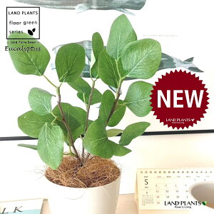 OBJET ユーカリ(丸葉:ポポラス) 4号 白色 プラスチック鉢 1鉢 【ココファイバー】【人工観葉植物】造花 観葉植物 ポリアンセモス ユーカリポポラス 91734-A Eucalyptus polyanthemos Objet Plants