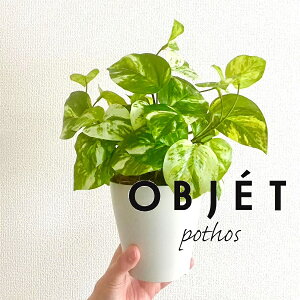 OBJET �|�g�X�i�I�[���A�j 4�� ���F �v���X�`�b�N�� 1�� �y�R�R�t�@�C�o�[�z�y�l�H�ϗt�A���z���� �ϗt�A�� �I�E�S���J�Y�� ������ �� 34334-A Pothos Objet Plants