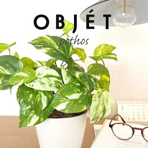OBJET �|�g�X�i�I�[���A�j 4�� ���F �v���X�`�b�N�� 1�� �y�R�R�t�@�C�o�[�z�y�l�H�ϗt�A���z���� �ϗt�A�� �I�E�S���J�Y�� ������ �� 34334-A Pothos Objet Plants