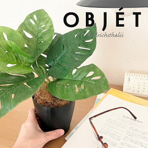 ylHϗtAzOBJET }hJYiXej 4 F vX`bN 1 yRRt@Co[z ϗtA P Xe 75334-A Pothos Monstera adansonii