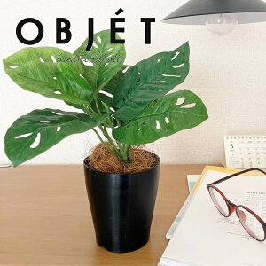 ylHϗtAzOBJET }hJYiXej 4 F vX`bN 1 yRRt@Co[z ϗtA P Xe 75334-A Pothos Monstera adansonii