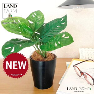 ylHϗtAzOBJET }hJYiXej 4 F vX`bN 1 yRRt@Co[z ϗtA P Xe 75334-A Pothos Monstera adansonii