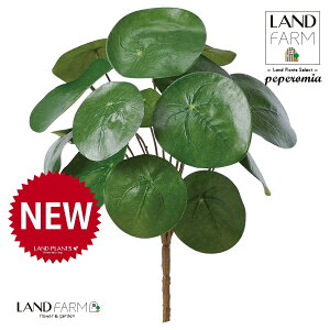 ylHϗtAz sAiyy~ICfXj u[P 1{ yy~A yy sAyy~ICfX  ϗtA 56724-A Pilea peperomioides Objet Plants