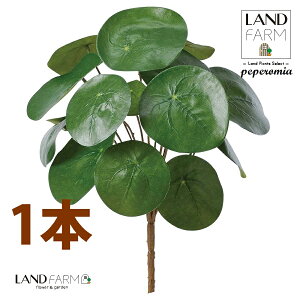 ylHϗtAz sAiyy~ICfXj u[P i1{j yy~A yy sAyy~ICfX  ϗtA 56724-A Pilea peperomioides Objet Plants