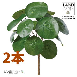 ylHϗtAz sAiyy~ICfXj u[P i2{j yy~A yy sAyy~ICfX  ϗtA 56724-A Pilea peperomioides Objet Plants