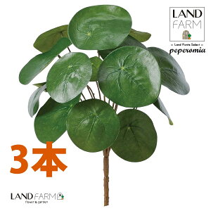 ylHϗtAz sAiyy~ICfXj u[P i3{j yy~A yy sAyy~ICfX  ϗtA 56724-A Pilea peperomioides Objet Plants