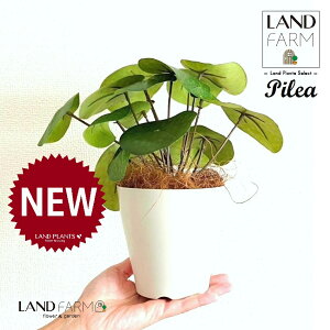 ylHϗtAz sAiyy~ICfXj 4 F vX`bN 1 yRRt@Co[z yy~A yy sAyy~ICfX  ϗtA 56724-A Pilea peperomioides Objet Plants 