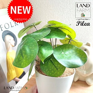 ylHϗtAz sAiyy~ICfXj 4 F vX`bN 1 yRRt@Co[z yy~A yy sAyy~ICfX  ϗtA 56724-A Pilea peperomioides Objet Plants 