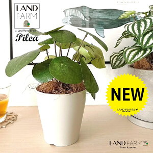 ylHϗtAz sAiyy~ICfXj 4 F vX`bN 1 yRRt@Co[z yy~A yy sAyy~ICfX  ϗtA 56724-A Pilea peperomioides Objet Plants 