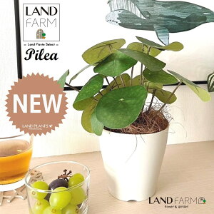 ylHϗtAz sAiyy~ICfXj 4 F vX`bN 1 yRRt@Co[z yy~A yy sAyy~ICfX  ϗtA 56724-A Pilea peperomioides Objet Plants 