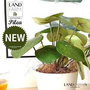 ylHϗtAz sAiyy~ICfXj 4 F vX`bN 1 yRRt@Co[z yy~A yy sAyy~ICfX  ϗtA 56724-A Pilea peperomioides Objet Plants 