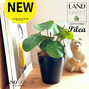 ylHϗtAz sAiyy~ICfXj 4 F vX`bN 1 yRRt@Co[z yy~A yy sAyy~ICfX  ϗtA 56724-A Pilea peperomioides Objet Plants 