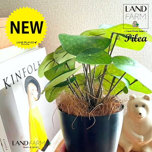 ylHϗtAz sAiyy~ICfXj 4 F vX`bN 1 yRRt@Co[z yy~A yy sAyy~ICfX  ϗtA 56724-A Pilea peperomioides Objet Plants 