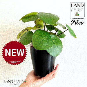 ylHϗtAz sAiyy~ICfXj 4 F vX`bN 1 yRRt@Co[z yy~A yy sAyy~ICfX  ϗtA 56724-A Pilea peperomioides Objet Plants 