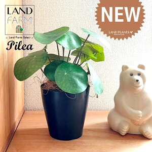 ylHϗtAz sAiyy~ICfXj 4 F vX`bN 1 yRRt@Co[z yy~A yy sAyy~ICfX  ϗtA 56724-A Pilea peperomioides Objet Plants 