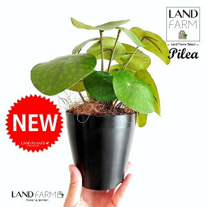 ylHϗtAz sAiyy~ICfXj 4 F vX`bN 1 yRRt@Co[z yy~A yy sAyy~ICfX  ϗtA 56724-A Pilea peperomioides Objet Plants 