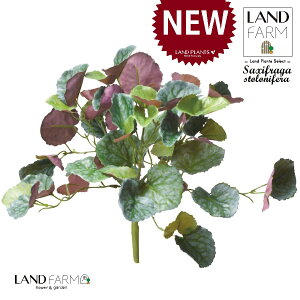 ylHϗtAz LmV^ỉEቺj u[P i1{j yRRt@Co[z ChNT RW\E Վ  ϗtA 16934-A Saxifraga stolonifera