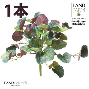 ylHϗtAz LmV^ỉEቺj u[P i1{j yRRt@Co[z ChNT RW\E Վ  ϗtA 16934-A Saxifraga stolonifera