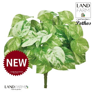 OBJET |gXiI[Aj u[P 1{ ylHϗtAz ϗtA IESJY   34334-A Pothos Objet Plants