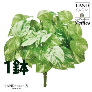 OBJET |gXiI[Aj u[Pi1{j ylHϗtAz ϗtA IESJY   34334-A Pothos Objet Plants