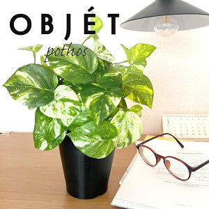 OBJET |gXiI[Aj 4 F vX`bN 1 yRRt@Co[zylHϗtAz ϗtA IESJY   34334-A Pothos Objet Plants