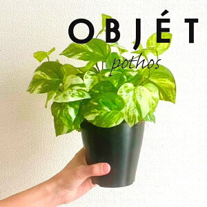 OBJET |gXiI[Aj 4 F vX`bN 1 yRRt@Co[zylHϗtAz ϗtA IESJY   34334-A Pothos Objet Plants