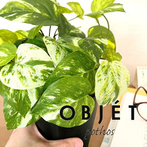 OBJET |gXiI[Aj 4 F vX`bN 1 yRRt@Co[zylHϗtAz ϗtA IESJY   34334-A Pothos Objet Plants