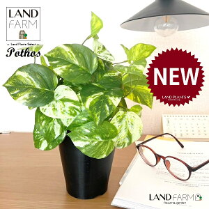 OBJET |gXiI[Aj 4 F vX`bN 1 yRRt@Co[zylHϗtAz ϗtA IESJY   34334-A Pothos Objet Plants