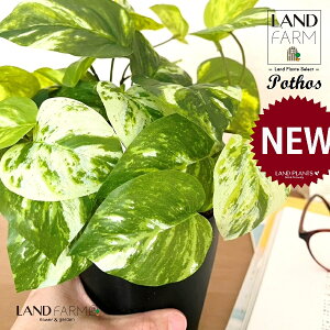 OBJET |gXiI[Aj 4 F vX`bN 1 yRRt@Co[zylHϗtAz ϗtA IESJY   34334-A Pothos Objet Plants