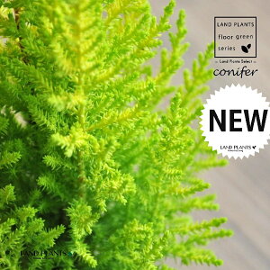 S[hNXgiR`j 3 |bgc 1 qo Rjt@[ Rjt@ qmL jt conifer Hesperocyparis macrocarpa 'Goldcrest'