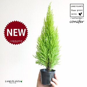 S[hNXgiR`j 3 |bgc 1 qo Rjt@[ Rjt@ qmL jt conifer Hesperocyparis macrocarpa 'Goldcrest'