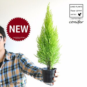 S[hNXgiR`j 3 |bgc 1 qo Rjt@[ Rjt@ qmL jt conifer Hesperocyparis macrocarpa 'Goldcrest'