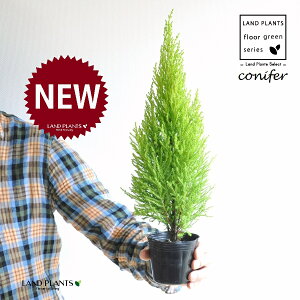 S[hNXgiR`j 3 |bgc 1 qo Rjt@[ Rjt@ qmL jt conifer Hesperocyparis macrocarpa 'Goldcrest'